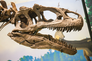 Utah State Fossil - Allosaurus