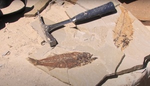 Where To Find Fossils?  Fossil Parks & Pay-Per-Dig Quarries