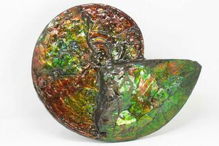 Ammolite Announced As Alberta's Official Gemstone  For Sale