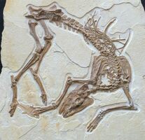 New Fossil Discovery - “Olive” A Primitive Horse Ancestor From The Green River Formation