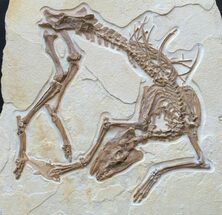 New Fossil Discovery - “Olive” A Primitive Horse Ancestor From The Green River Formation For Sale