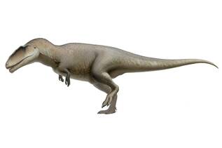 Carcharodontosaurus For Sale