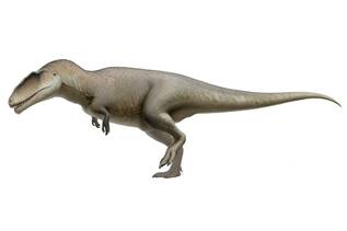 Carcharodontosaurus