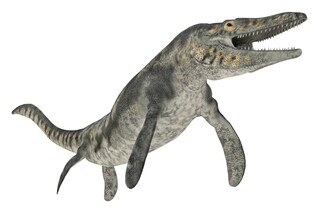 How Large Did Mosasaurs Get? For Sale