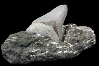 Why Did The Megalodon Shark Go Extinct? For Sale