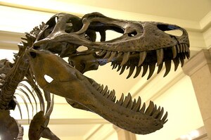 Nanotyrannus Returns: New Research Proves It Wasn’t a Baby T. rex