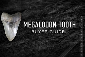Megalodon Tooth Buyers Guide