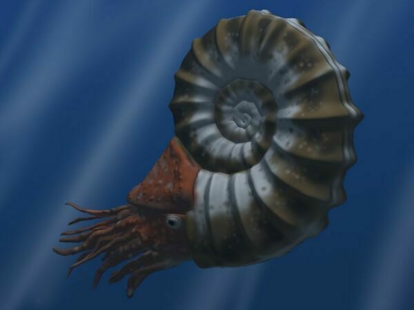 Fossile D'ammonite Véritable Du Jurassique - Madagascar, 3,2 à 4,4 Cm, Environ 150 Millions D'années, Cadeau Unique