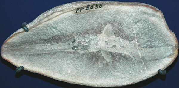 Um tubarão fóssil juvenil (Bandringa rayi) preservado em um nódulo de siderita de Mazon Creek, IL.  