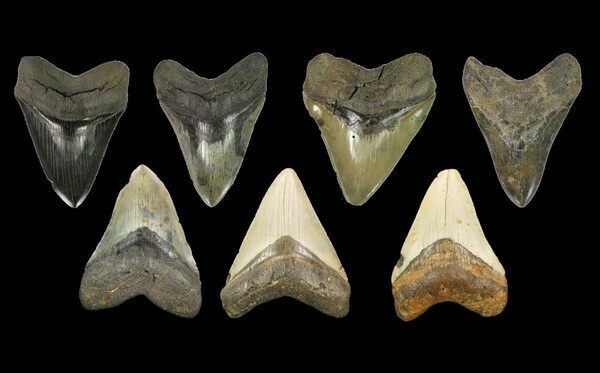 Dentes fósseis de Megalodon mostrando uma ampla gama de cores.  Eles eram todos originalmente brancos como marfim, como dentes de tubarão modernos antes de serem fossilizados.