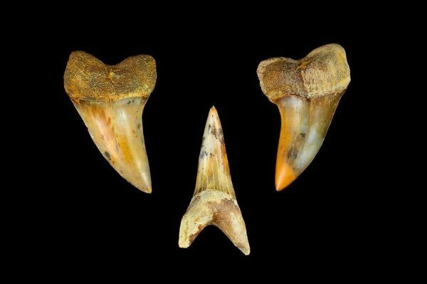 C. Dentes de tubarão Planus da “Zona de Fogo” em Bakersfield, CA.  O nome vem da aparência manchada de vermelho dos fósseis encontrados na camada.