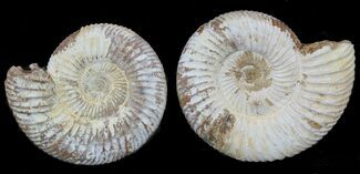2 1/4" Perisphinctes Ammonites Fossils - Madagascar