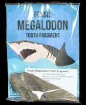 Real Fossil Megalodon Partial Tooth - 4"+ Size