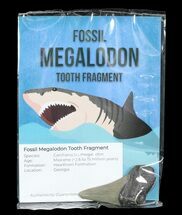 Real Fossil Megalodon Partial Tooth - 3" Size