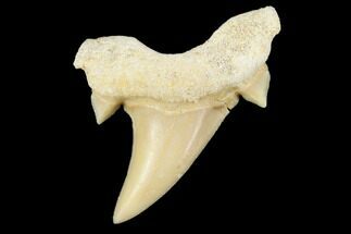 1" Fossil Otodus Shark Teeth - Khouribga, Morocco