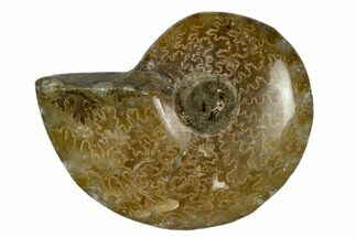 1 1/4 - 1 3/4" Polished Ammonite Fossil - Madagascar