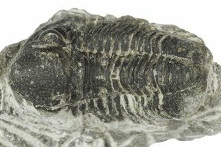 Bargain, Gerastos Trilobite Fossils (Grade C)