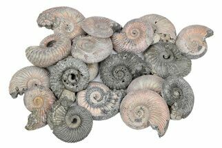Pyrite Replaced Ammonite Fossils From Russia - 1 1/4" to 1 1/2"