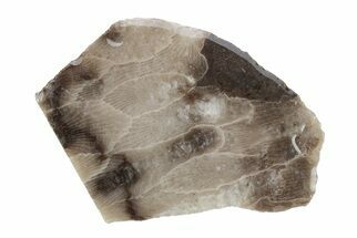 Polished Petoskey Stone (Fossil Coral) Refrigerator Magnets