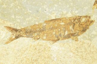 Knightia Fossil Fish From Wyoming 