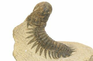 Bargain Crotalocephalina Trilobite Fossil - 2 to 3"
