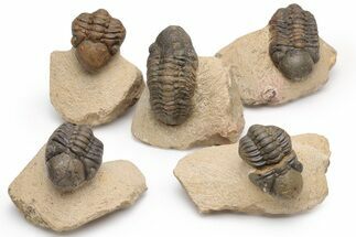 Bargain Reedops Trilobite Fossil - 2 to 3"