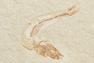 Small Cretaceous Fossil Fish - Lebanon (Back In Stock)