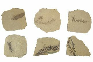 Small Dawn Redwood (Metasequoia) Fossils Grade B - Montana