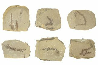 Small Dawn Redwood (Metasequoia) Fossils - Montana