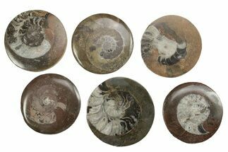 2 1/2"+ Polished, Fossil Goniatite Buttons