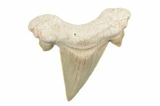 2"+ Fossil Shark Teeth (Otodus) - Khouribga, Morocco