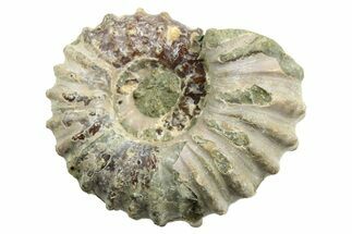 1 3/4" Tractor Ammonite (Douvilleiceras) Fossils