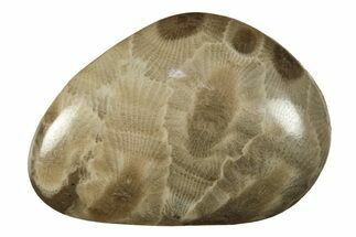 Small Polished Petoskey Stones (Fossil Coral) - Michigan