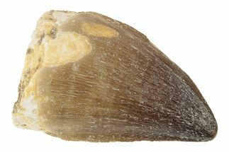 1 1/2" Fossil Mosasaur (Prognathodon) Teeth - Morocco