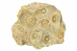 Rough Fossil Coral (Actinocyathus) From Morocco - 2" to 3"
