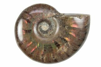 1 to 1 1/2" Flashy Red Iridescent Ammonite Fossil