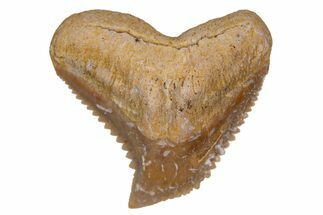 Fossil Tiger Shark (Galeocerdo) Teeth - Western Sahara, Morocco