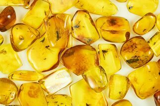 Authentic Baltic Amber With Fossil Insect - 44 Million Years Old