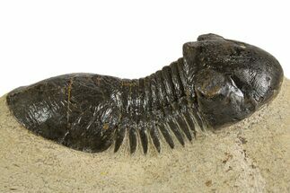 Bargain Paralejurus Trilobite Fossils - 2 to 3"