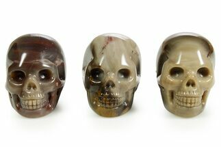 1.5" Polished Petrified Wood Skulls