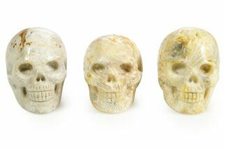 1.5" Polished Indonesian Fossil Coral Skulls