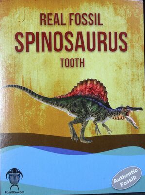 Real large fossil spinosaurus spinosaur dinosaur tooth with information card 