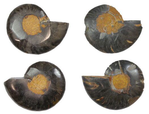 Cut and Polished Fossil Ammonite Size 1"-1.5" 