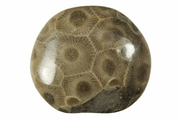 Small Polished Petoskey Stones (Fossil Coral) Michigan For Sale