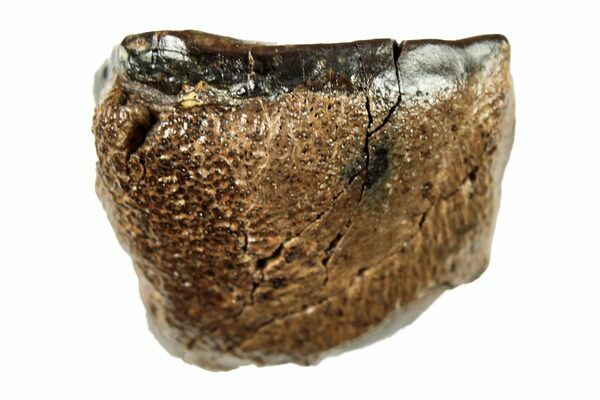 Nicely Preserved Rare 0.66 Inch Leptoceratops gracilis Dinosaur Tooth Lance  Creek Fm Montana –