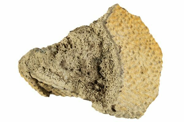 Cretaceous Fossil Turtle Shell Sections Hell Creek Formation