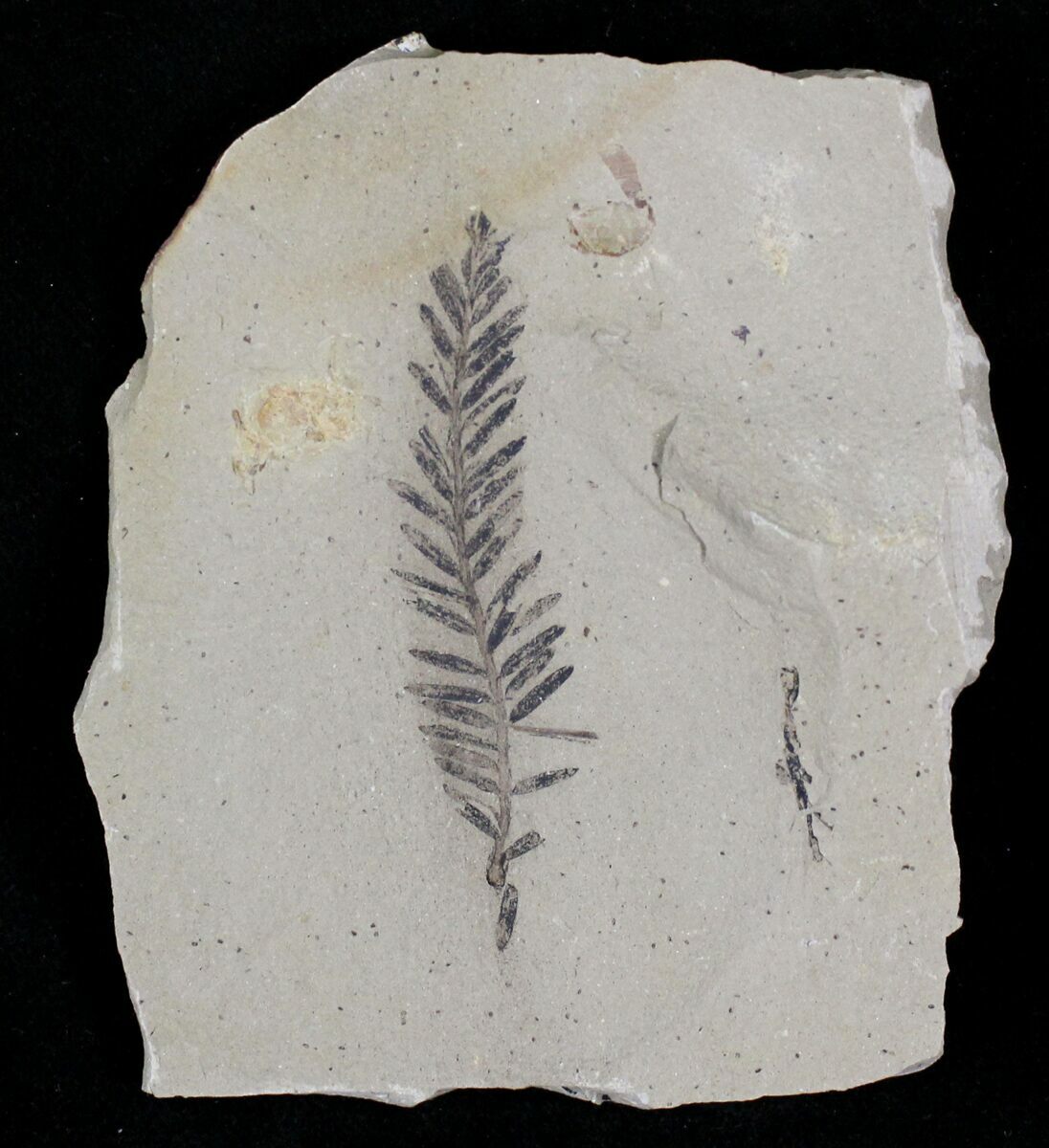 metasequoia fossils