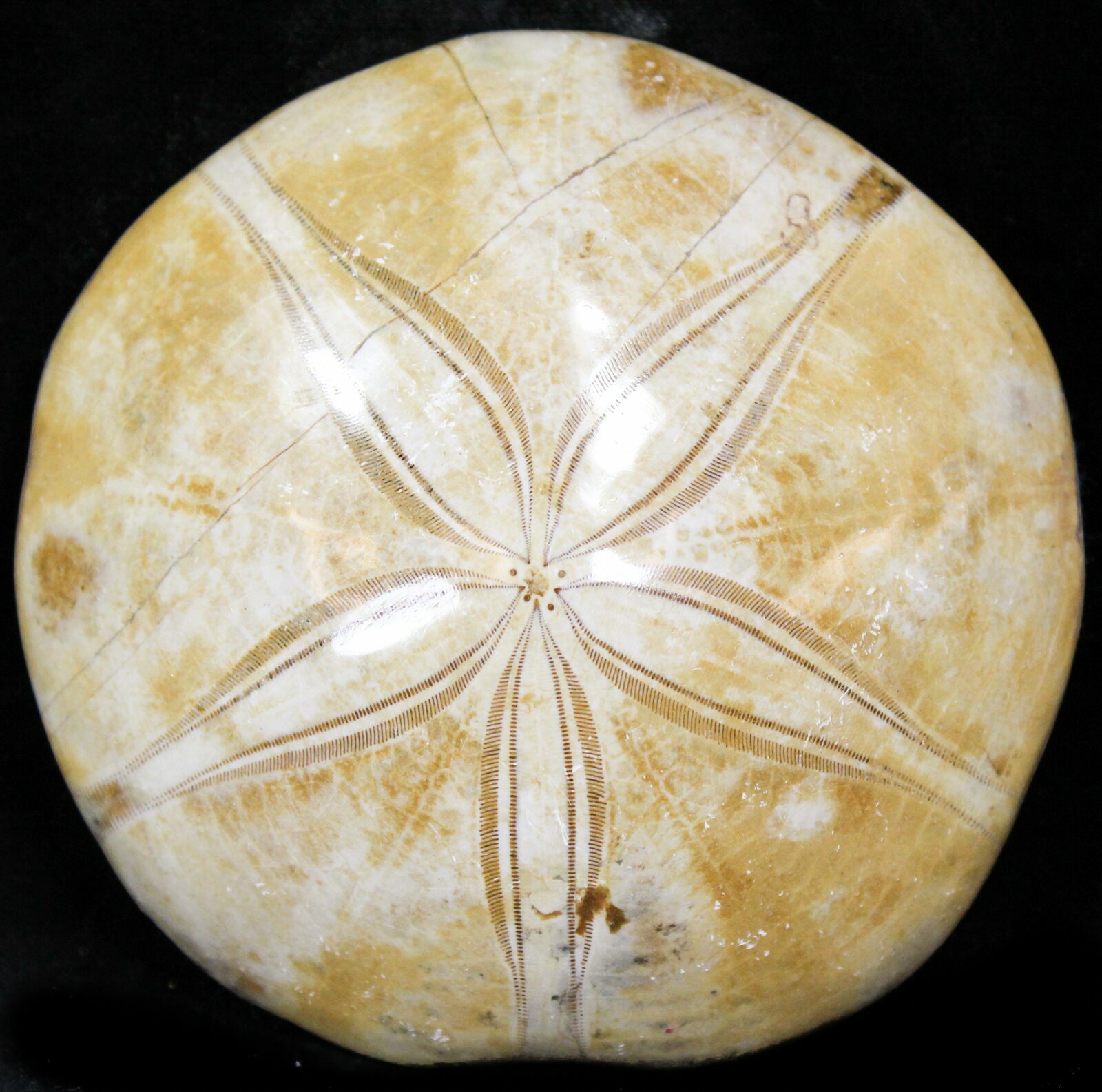Large Polished Fossil Sand Dollar Jurassic 22739 For Sale 