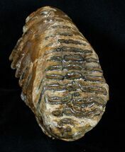 Partial P Mammoth Molar From North Sea #3383