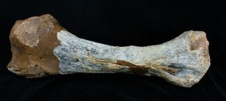 Woolly Rhinoceros Radius Bone - Late Pleistocene #3385